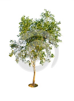 Earleaf Acacia tree