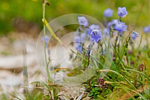 Earleaf bellflower in the German Alps