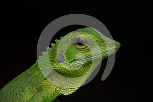 Earless agamid