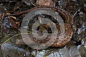 Earless monitor lizard / Lanthanotus borneensis
