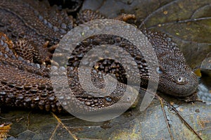 Earless monitor lizard / Lanthanotus borneensis