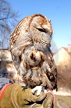 Earless owl photo