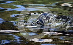 Earless seal.