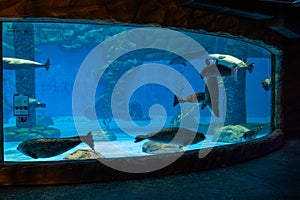Earless seal in aquarium