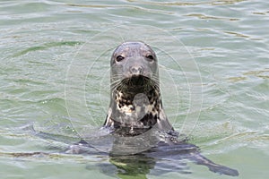 Earless seal head in the water Phocidae.