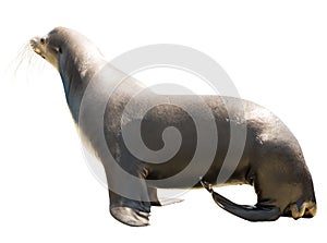 Earless seal. Isolated over white