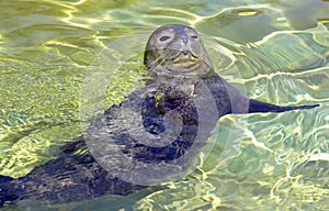 Earless seal pup