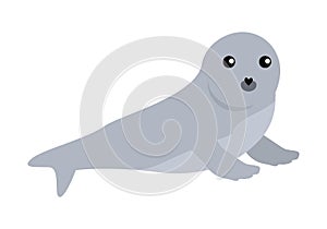 Earless seal Vector Illustration in Flat Design