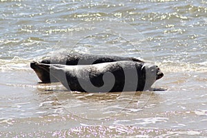 Earless Seals