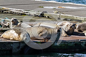 Earless seals in Gold Beach, Oregon