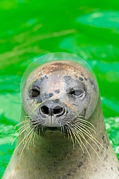 The earless seals or true seals are marine mammals of the family