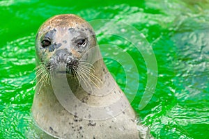 The earless seals or true seals are marine mammals of the family