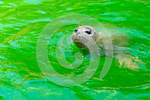 The earless seals or true seals are marine mammals of the family