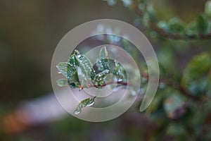 Earlier foggy morning, dew accumulated on the grass, leaves of shrubs