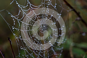 Earlier foggy morning, dew accumulated on the grass, leaves of shrubs