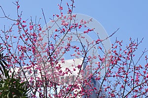 The earliest blooming red plum in spring photo