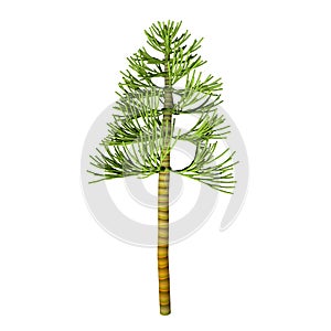 Carboniferous Pine Tree photo