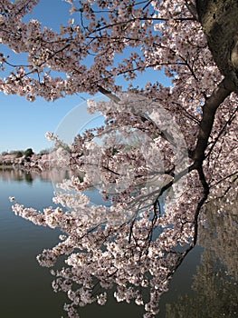 Early April Cherry Blossoms