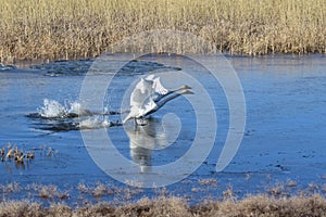 In the early April morning, a pair of whooper swans begins to fly over the lake.