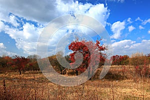 Early autum scenery at Jingpo lake world geological park 2