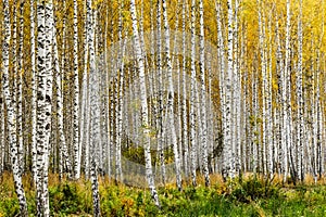 Early autumn birch grove