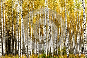 Early autumn birch grove