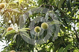 Early autumn chestnut fruit