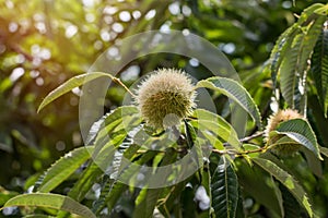 Early autumn chestnut fruit