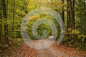 Early Autumn Fall Scenic Tree Lined Country Rural Dirt Road