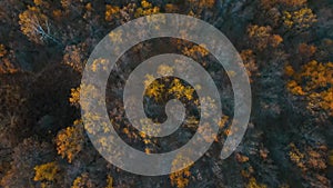 Early autumn in forest aerial top view. Mixed forest