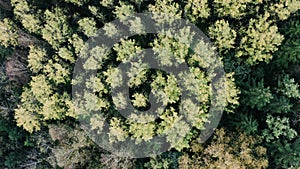 Early autumn in forest aerial top view. Mixed forest, green conifers, deciduous trees with yellow leaves.