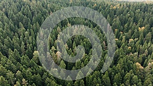 Early autumn in forest aerial top view. Mixed forest, green conifers, deciduous trees with yellow leaves. Fall colors