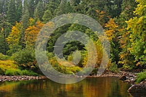 Early autumn forest and stream