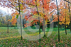 Early autumn grove landscape