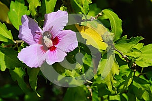 Early autumn leaves and purple flower of rose of Sharon, latin name Hibiscus Syriacus