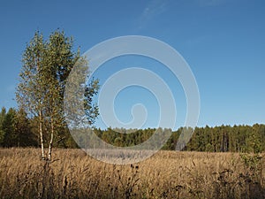 Early autumn. A lonely birch tree among a yellowed field under a blue sky. Autumn landscape