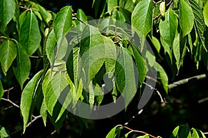 Early autumn mature leaves of small Chinese tree Eucommia Ulmoides on dark background