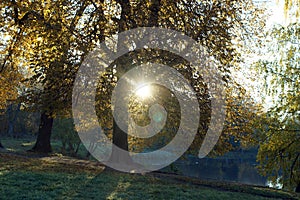 Early Autumn Morning Sunbeams penetrate the crown of a yellow tree