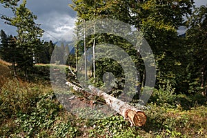 Early autumn mountain forest landscape with cloudy sky, north Caucasus.