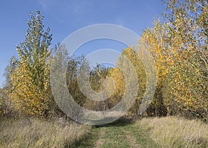 Early autumn pathway