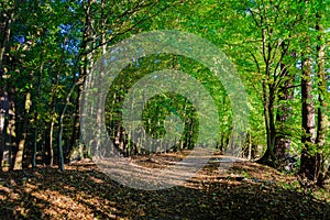 Early autumn scenery showing path between a green leafy forest