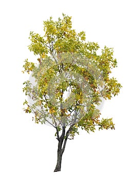 Early autumn tree isolated on white