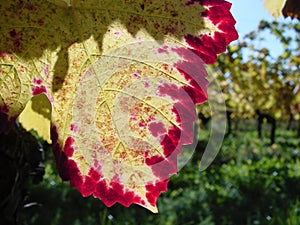 Early autumn vine taste and colour