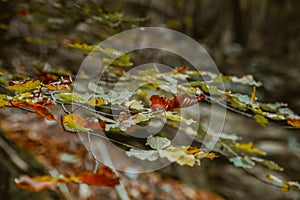 Early autumn woodland foliage macro detail