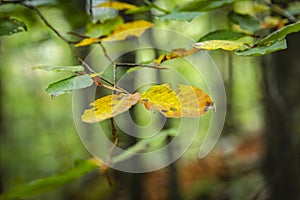 Early autumn woodland foliage macro detail