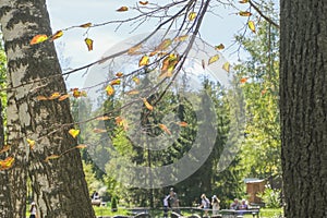 Early autumn. Yellow autumn leaves in the sunlight against the blue sky. Tree branch with yellow leaves