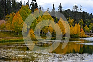 Early autumn yellow trees water reflection.