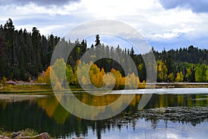 Early autumn yellow trees water reflection _3.