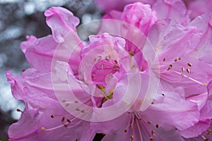 Early azalea .  Pink Petals on silver background. Close up.