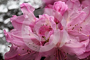 Early azalea .  Pink Petals on silver background. Close up.